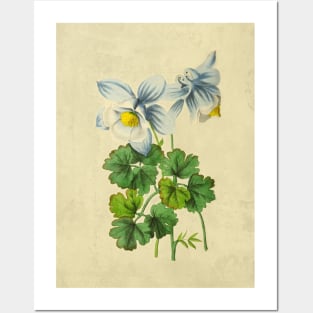 Aquilegia Jucunda Posters and Art